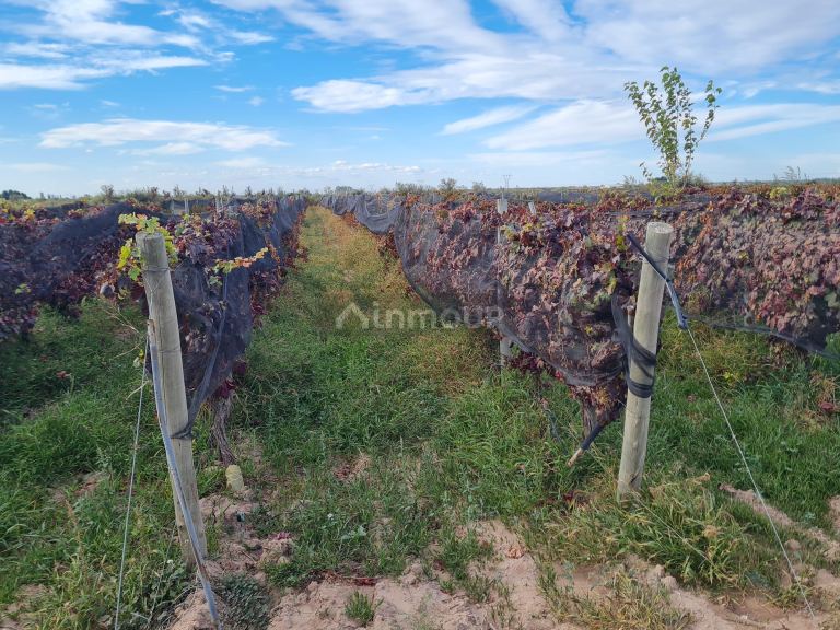 Finca en Venta en Lujan de Cuyo, Mendoza