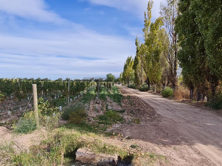 Finca en Venta en Lujan de Cuyo, Mendoza
