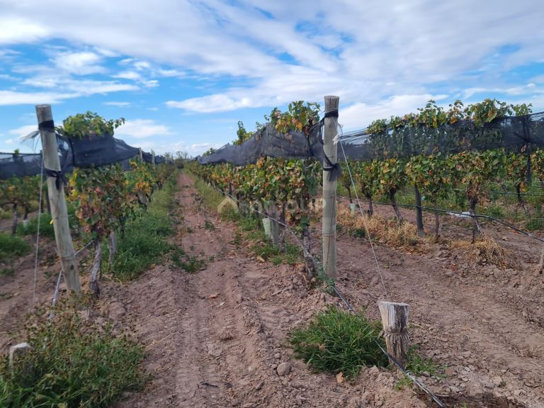 Finca en Venta en Lujan de Cuyo, Mendoza
