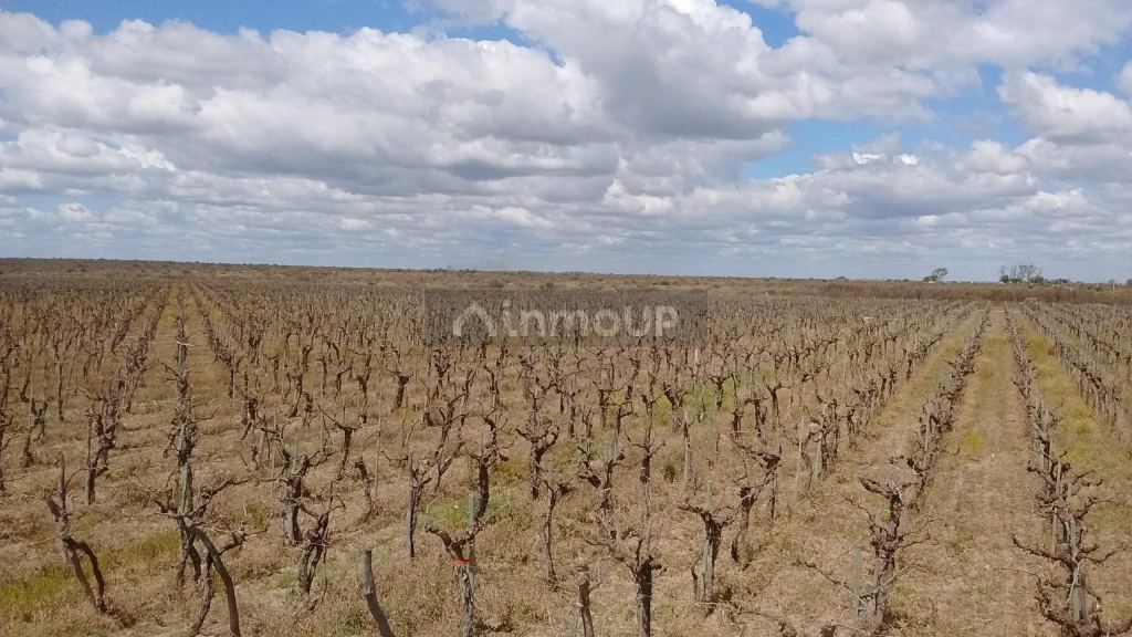 Finca en Venta en Santa Rosa, Mendoza