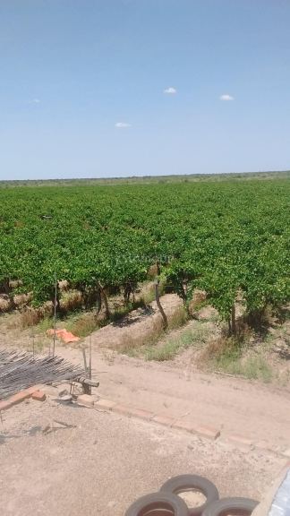 Finca en Venta en Santa Rosa, Mendoza