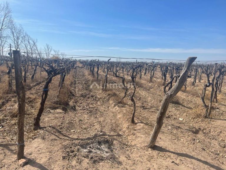 Finca en Venta en Santa Rosa, Mendoza