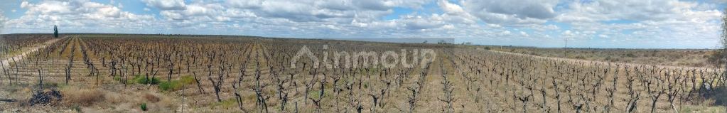 Finca en Venta en Santa Rosa, Mendoza