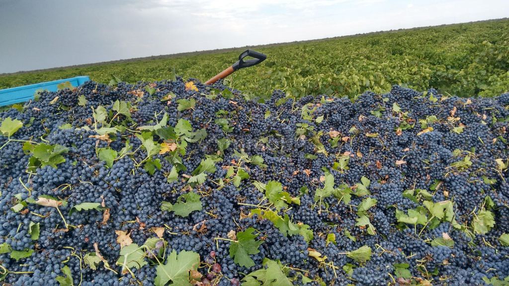 Finca en Venta en Santa Rosa, Mendoza