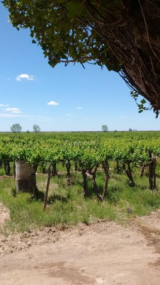 Finca en Venta en Santa Rosa, Mendoza