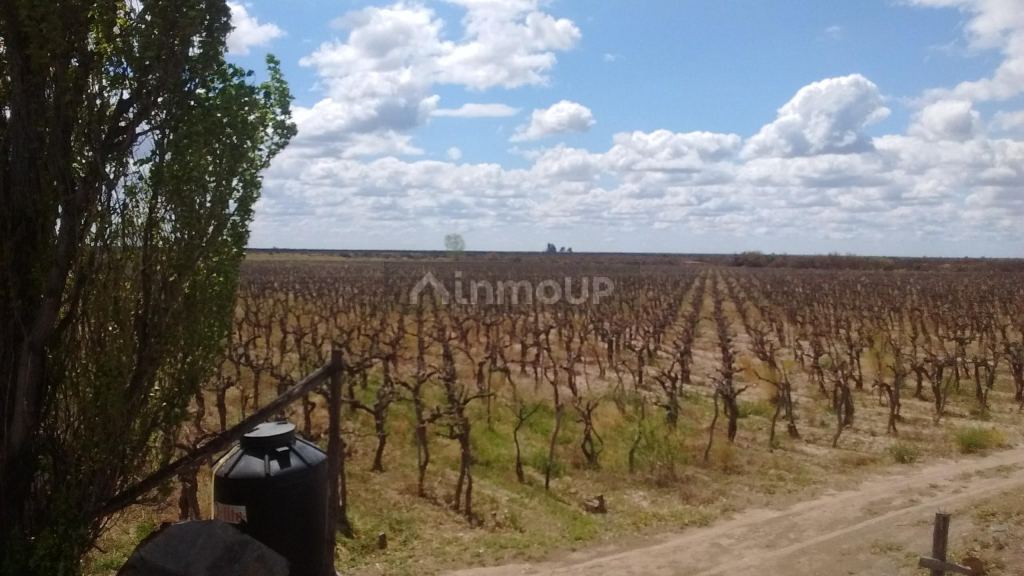 Finca en Venta en Santa Rosa, Mendoza