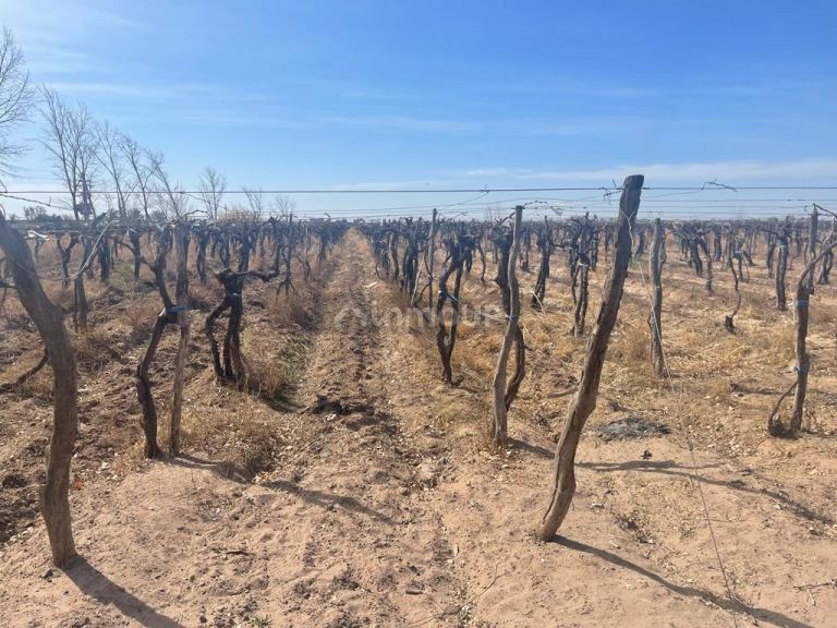 Finca en Venta en Santa Rosa, Mendoza