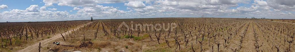 Finca en Venta en Santa Rosa, Mendoza