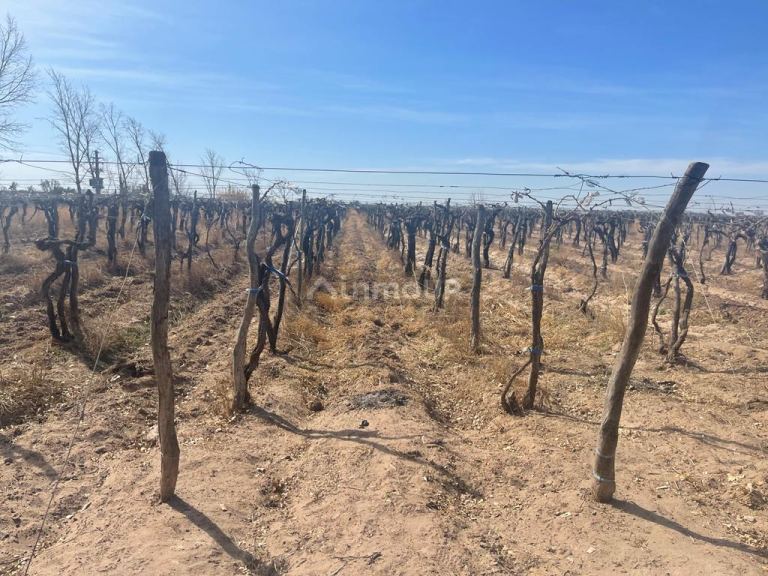 Finca en Venta en Santa Rosa, Mendoza