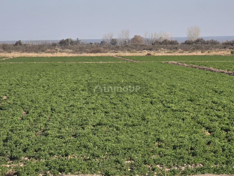 Finca en Venta en Rivadavia, Mendoza