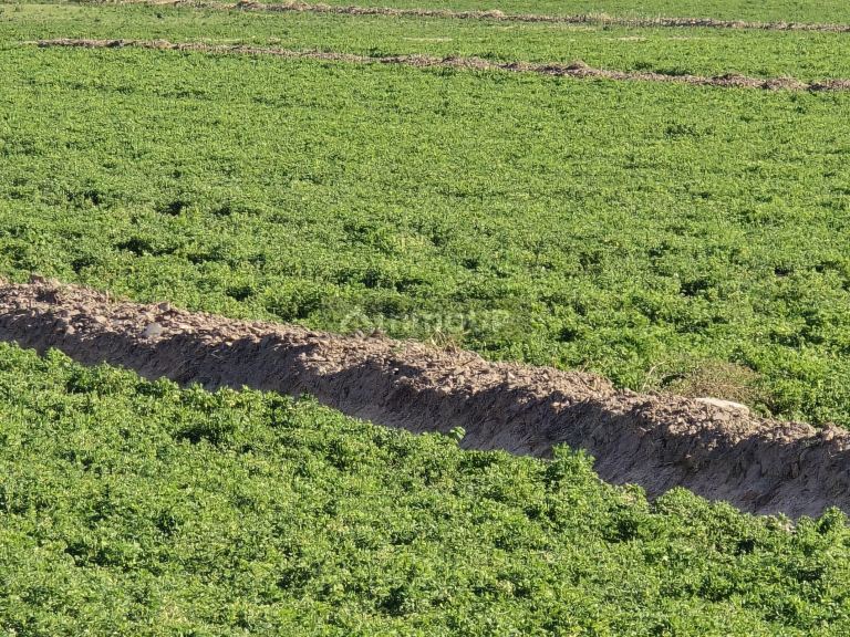Finca en Venta en Rivadavia, Mendoza