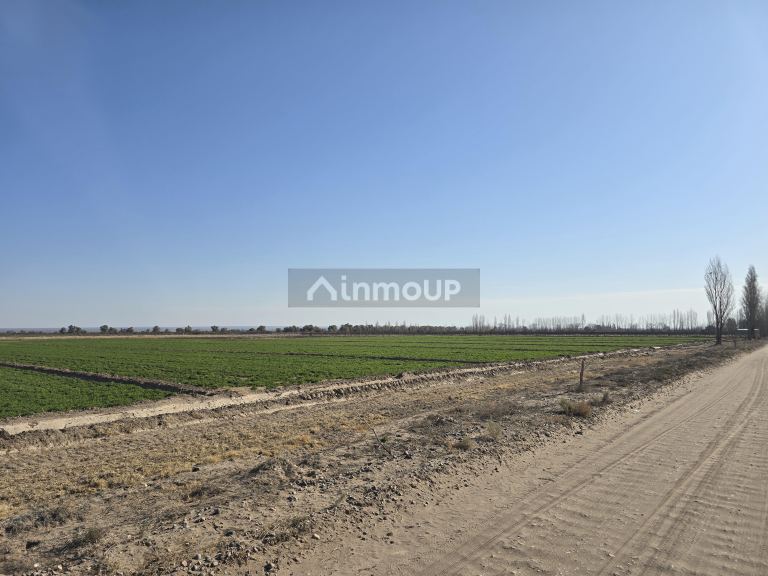 Finca en Venta en Rivadavia, Mendoza