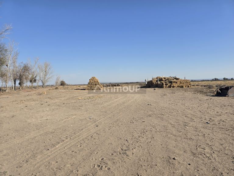 Finca en Venta en Rivadavia, Mendoza