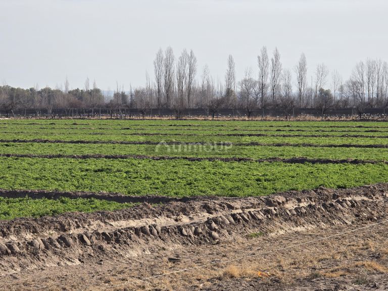 Finca en Venta en Rivadavia, Mendoza