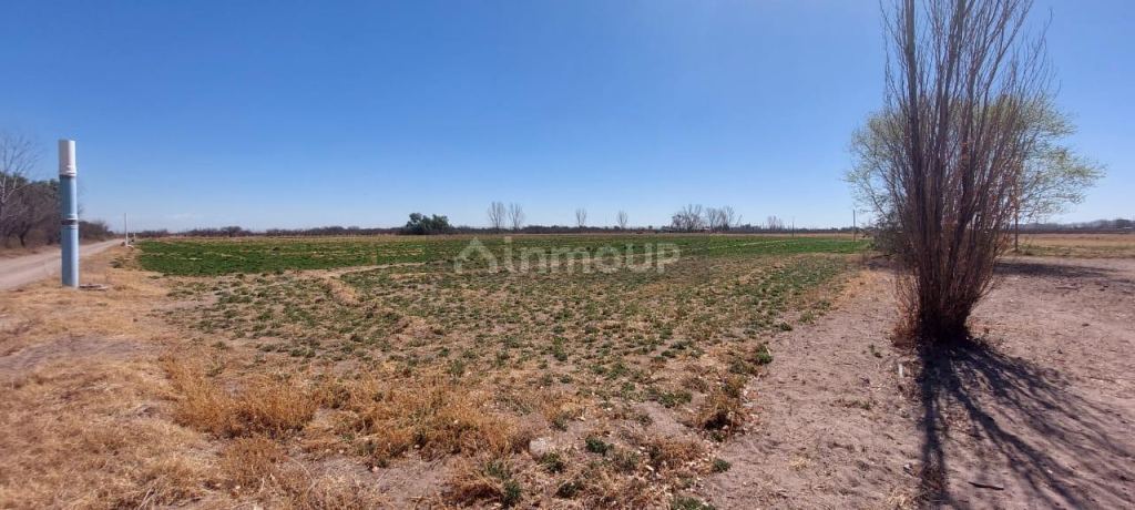 Finca en Venta en Rivadavia, Mendoza