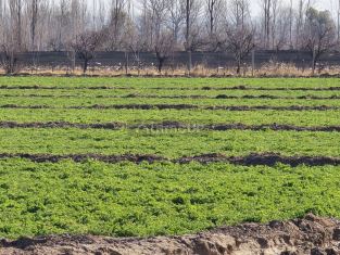 Rivadavia 40 Has Tierra Nivelada en El Mirador - Financiacion