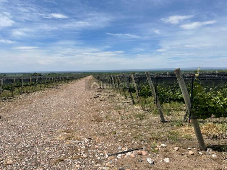 Finca en Venta en Tunuyan, Mendoza