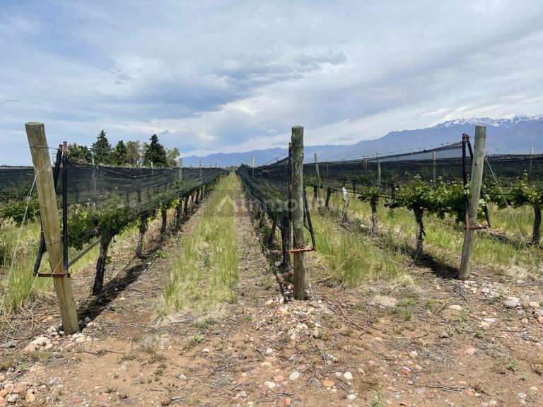 Finca en Venta en Tunuyan, Mendoza