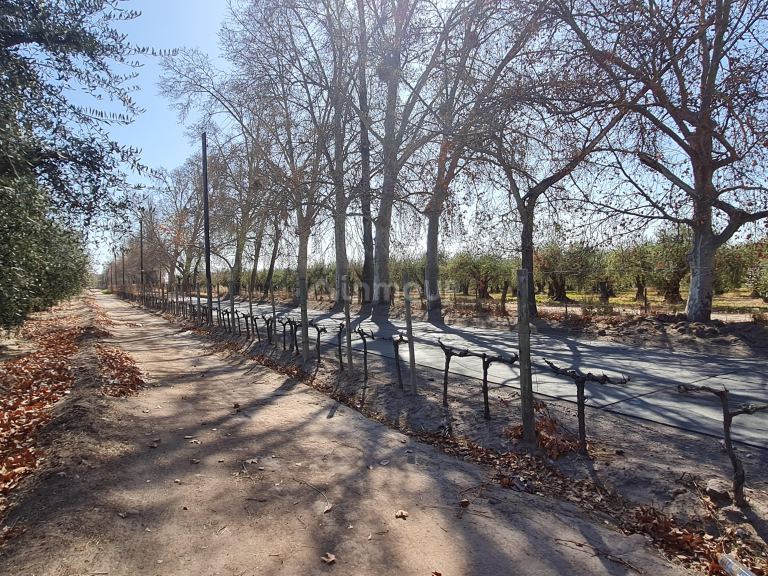 Finca en Venta en Maipu, Mendoza