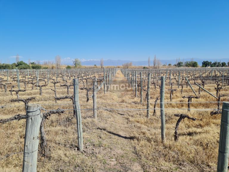 Finca en Venta en Maipu, Mendoza