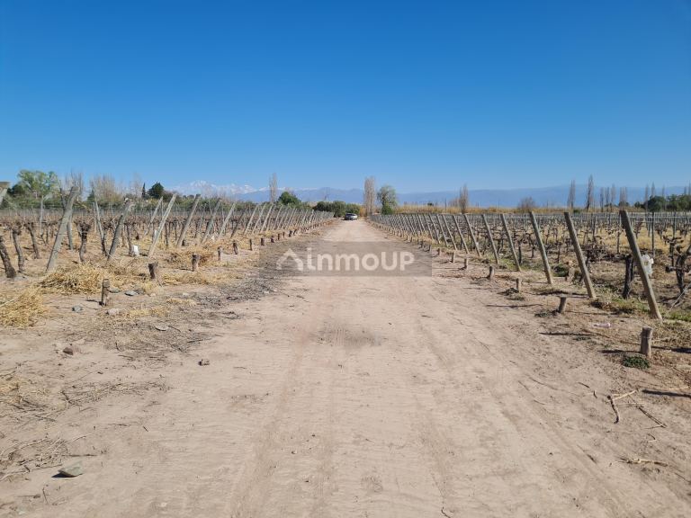 Finca en Venta en Maipu, Mendoza