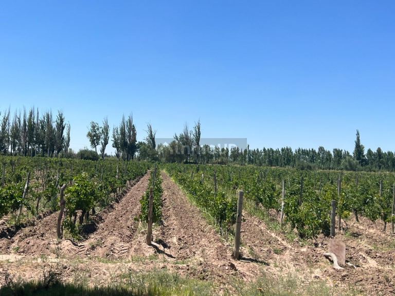 Finca en Venta en San Martin, Mendoza
