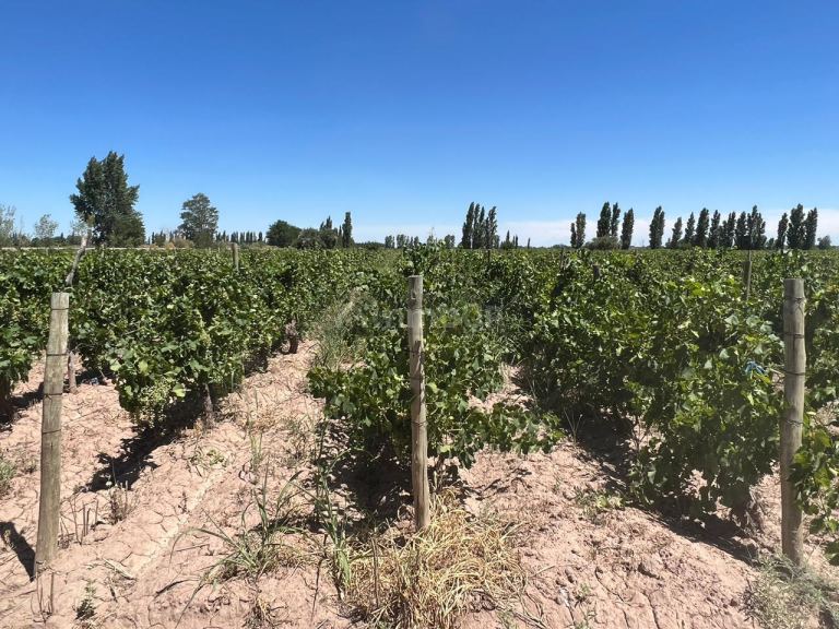 Finca en Venta en San Martin, Mendoza
