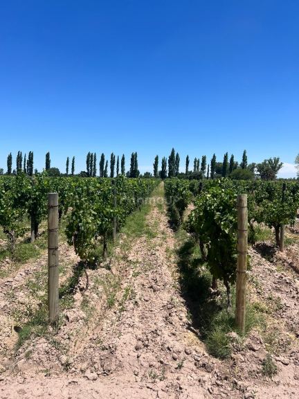 Finca en Venta en San Martin, Mendoza