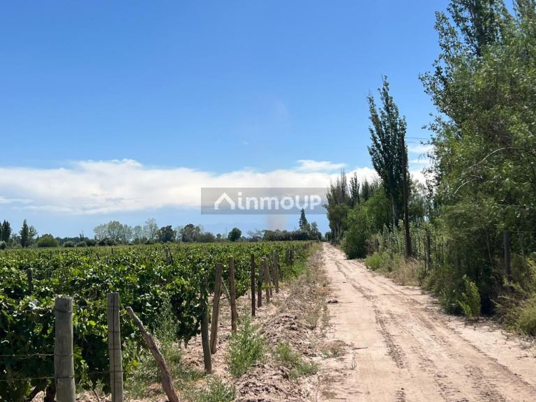 Finca en Venta en San Martin, Mendoza