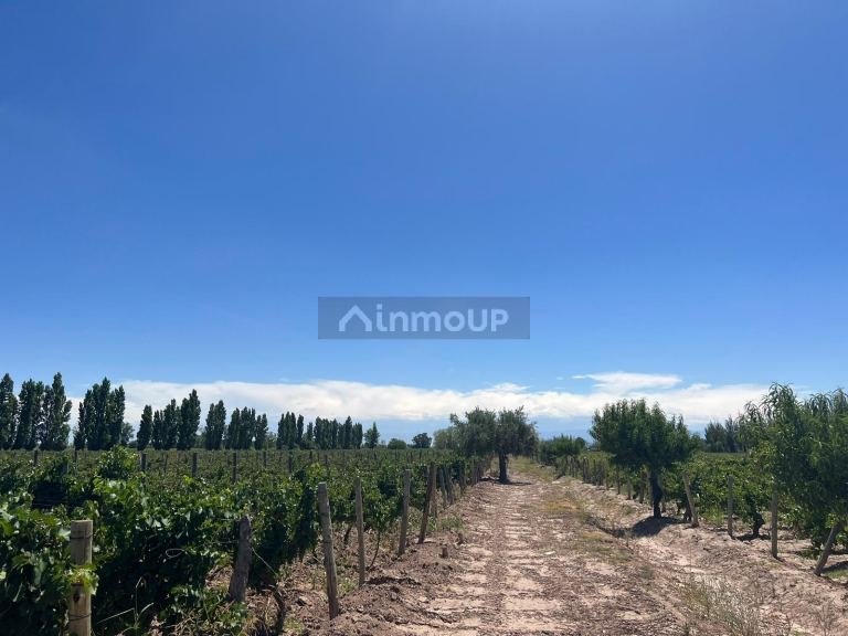 Finca en Venta en San Martin, Mendoza