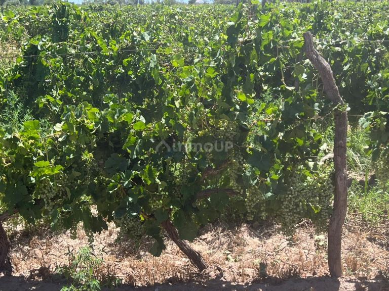 Finca en Venta en San Martin, Mendoza