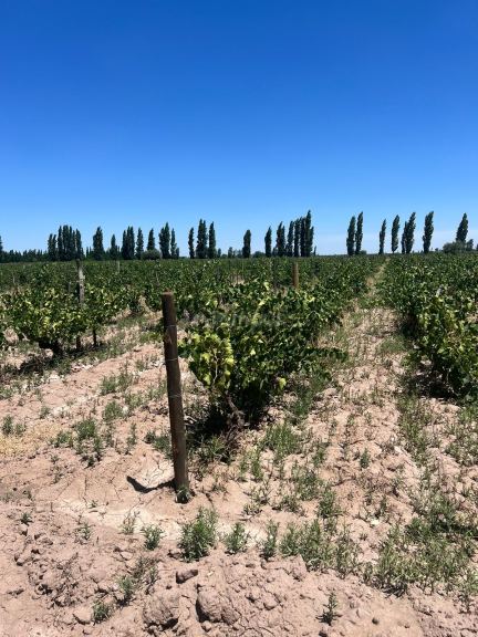 Finca en Venta en San Martin, Mendoza