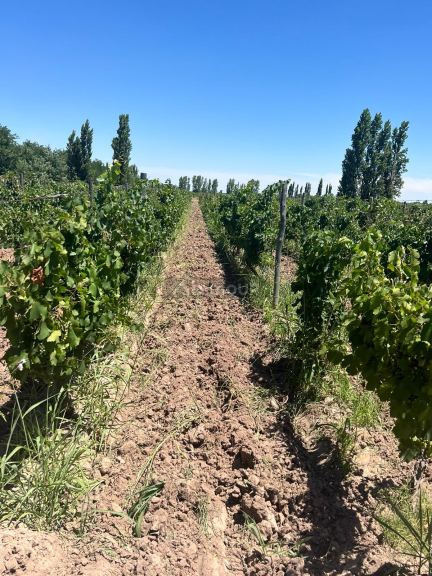 Finca en Venta en San Martin, Mendoza