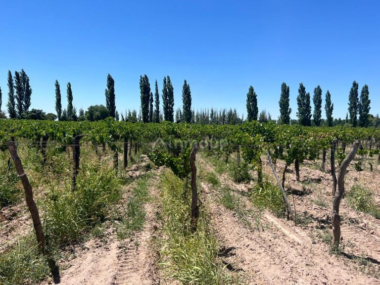 Finca en Venta en San Martin, Mendoza