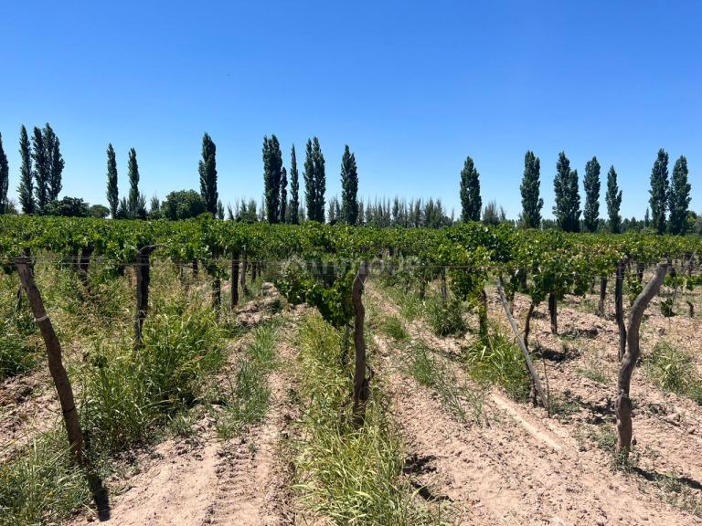 Finca en Venta en San Martin, Mendoza