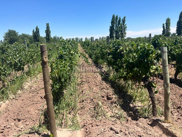 Finca en Venta en San Martin, Mendoza