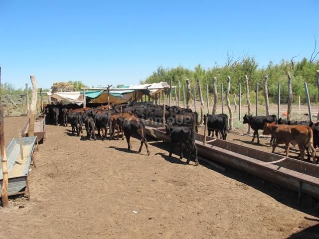 Campo en Venta en San Rafael, Mendoza