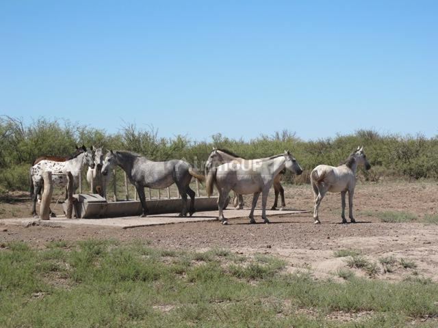 Campo en Venta en San Rafael, Mendoza