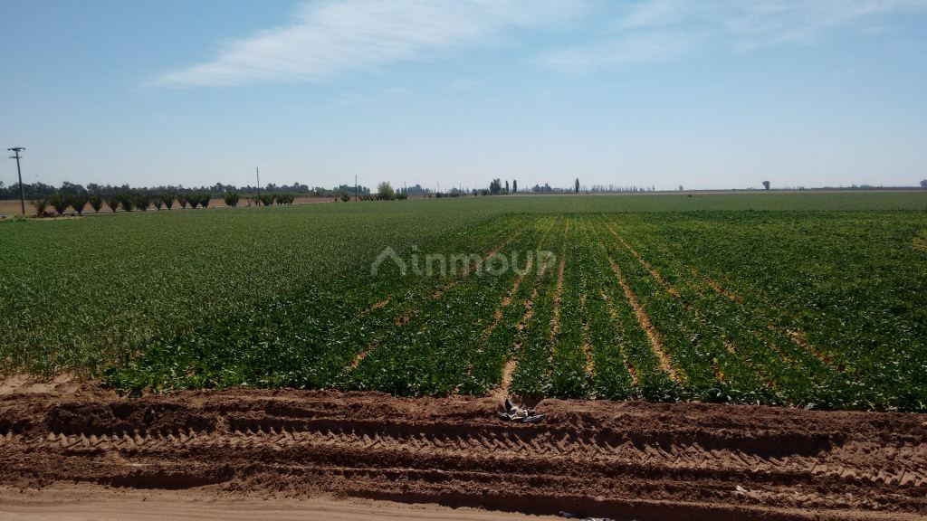 Finca en Venta en Maipu, Mendoza