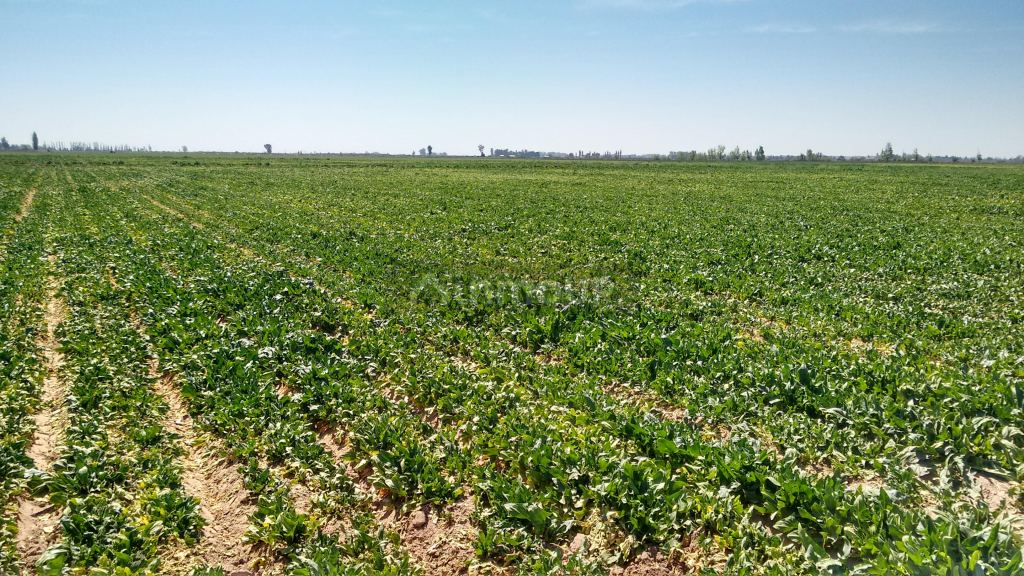 Finca en Venta en Maipu, Mendoza