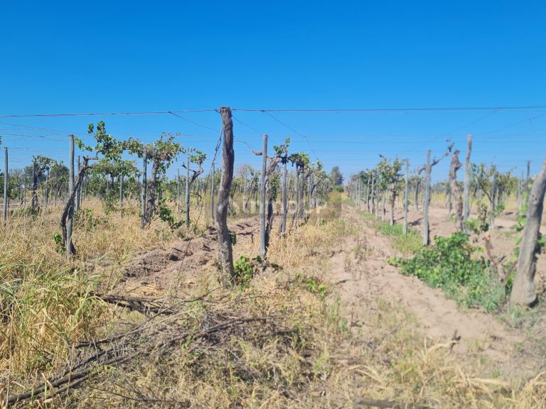 Finca en Venta en San Martin, Mendoza
