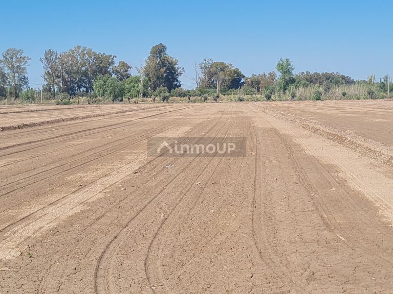 Finca en Venta en San Martin, Mendoza