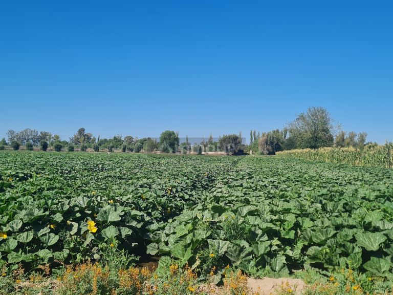 Finca en Venta en San Martin, Mendoza