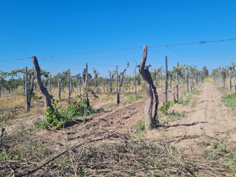 Finca en Venta en San Martin, Mendoza