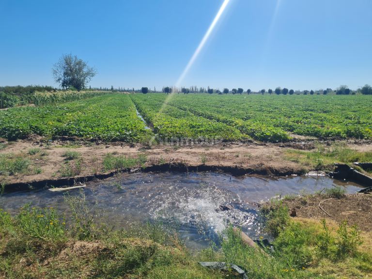 Finca en Venta en San Martin, Mendoza