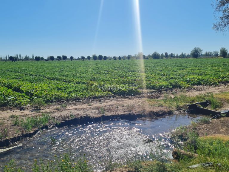 Finca en Venta en San Martin, Mendoza