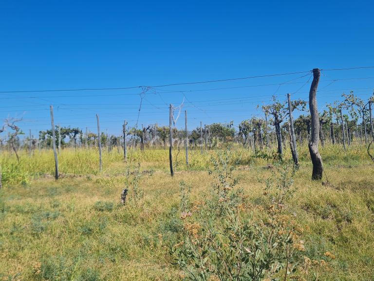 Finca en Venta en San Martin, Mendoza