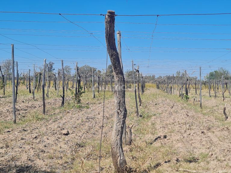 Finca en Venta en San Martin, Mendoza
