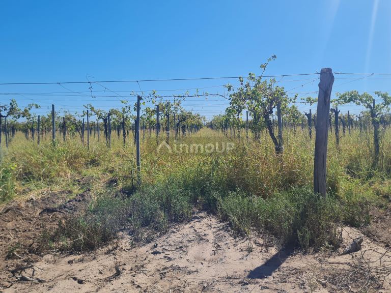 Finca en Venta en San Martin, Mendoza