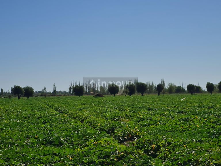 Finca en Venta en San Martin, Mendoza